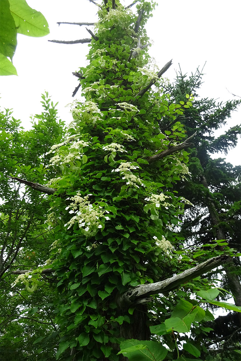 Image of Hydrangea petiolaris specimen.