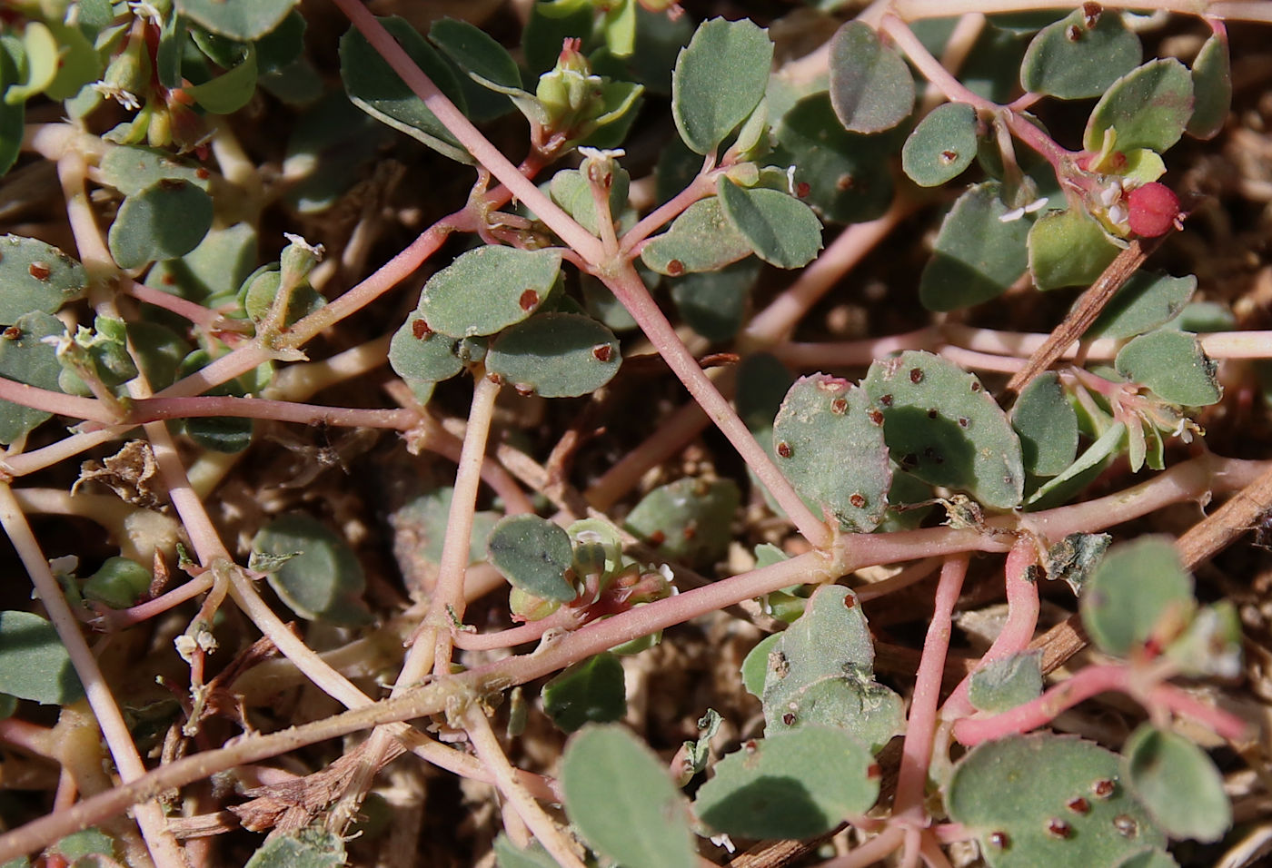 Image of Euphorbia chamaesyce specimen.