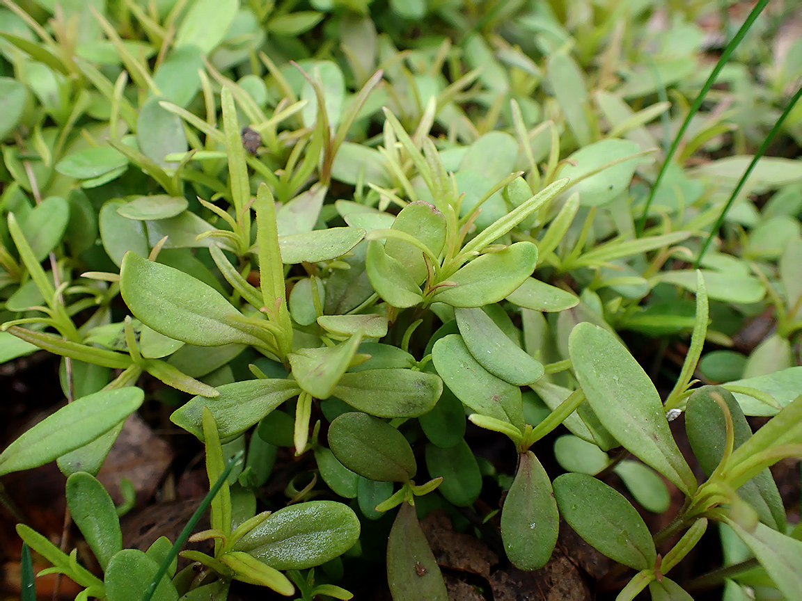 Изображение особи Melampyrum nemorosum.