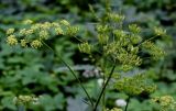 Heracleum sibiricum. Соцветие и соплодие. Костромская обл., г. Кострома, устье р. Кострома, опушка смешанного леса. 29.06.2024.