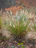 Pennisetum alopecuroides. Плодоносящее растение. Краснодарский край, Крымский р-н, станица Неберджаевская, приусадебный участок, в культуре. 17.11.2024.