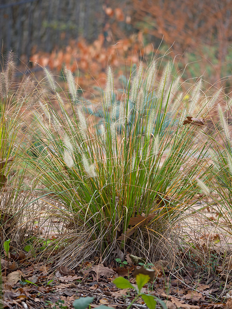 Изображение особи Pennisetum alopecuroides.