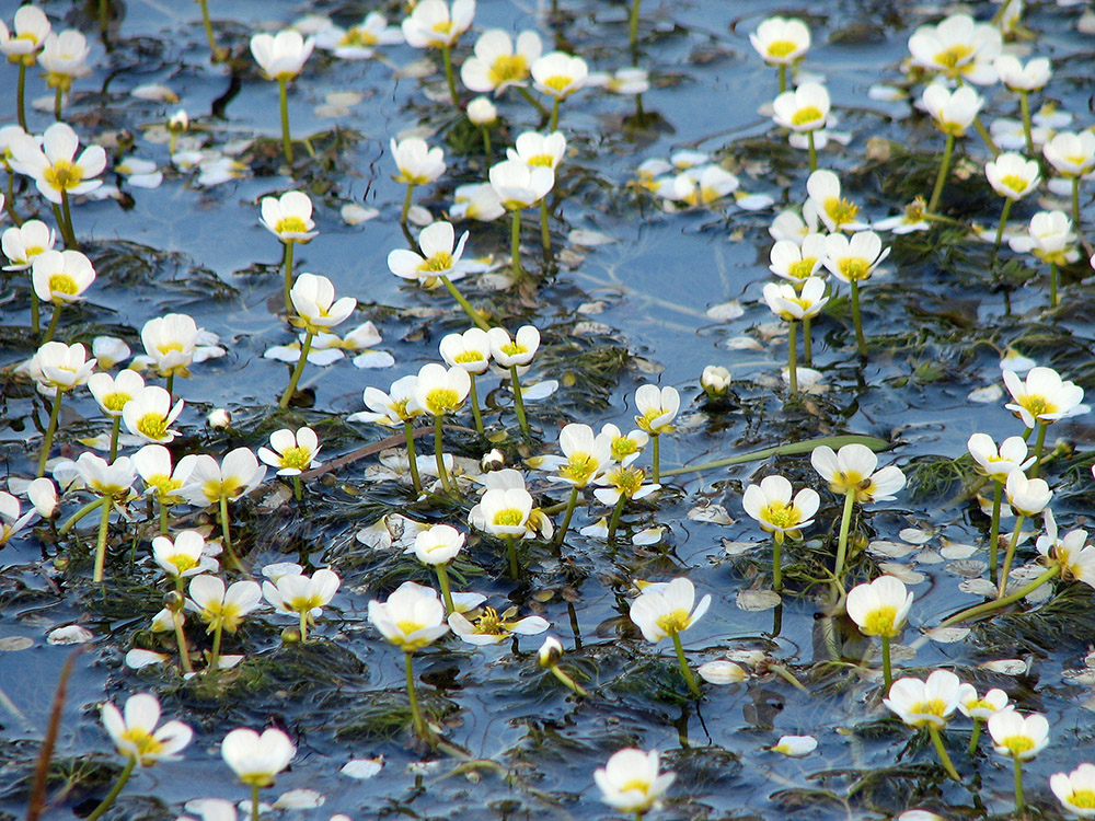 Image of Ranunculus trichophyllus specimen.