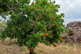 Punica granatum. Цветущее растение. Грузия, г. Тбилиси, в культуре. 10.06.2023.