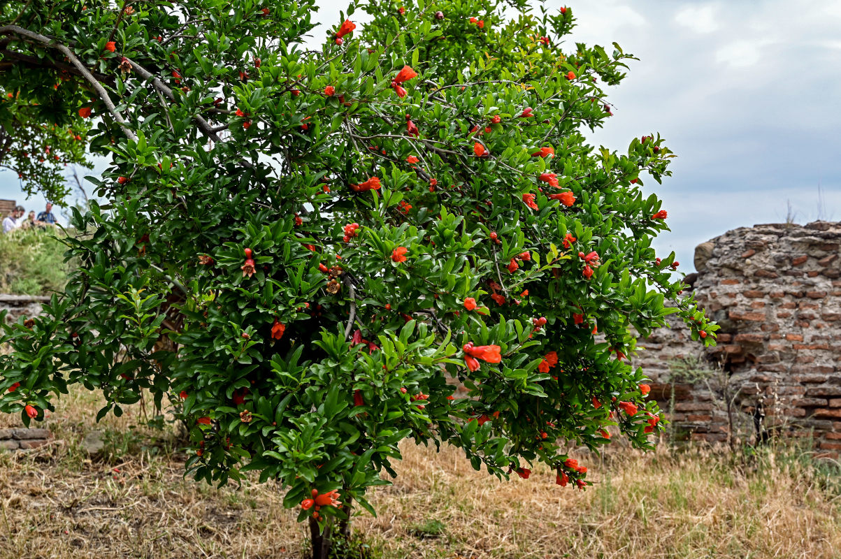 Image of Punica granatum specimen.