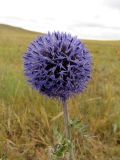 Echinops davuricus