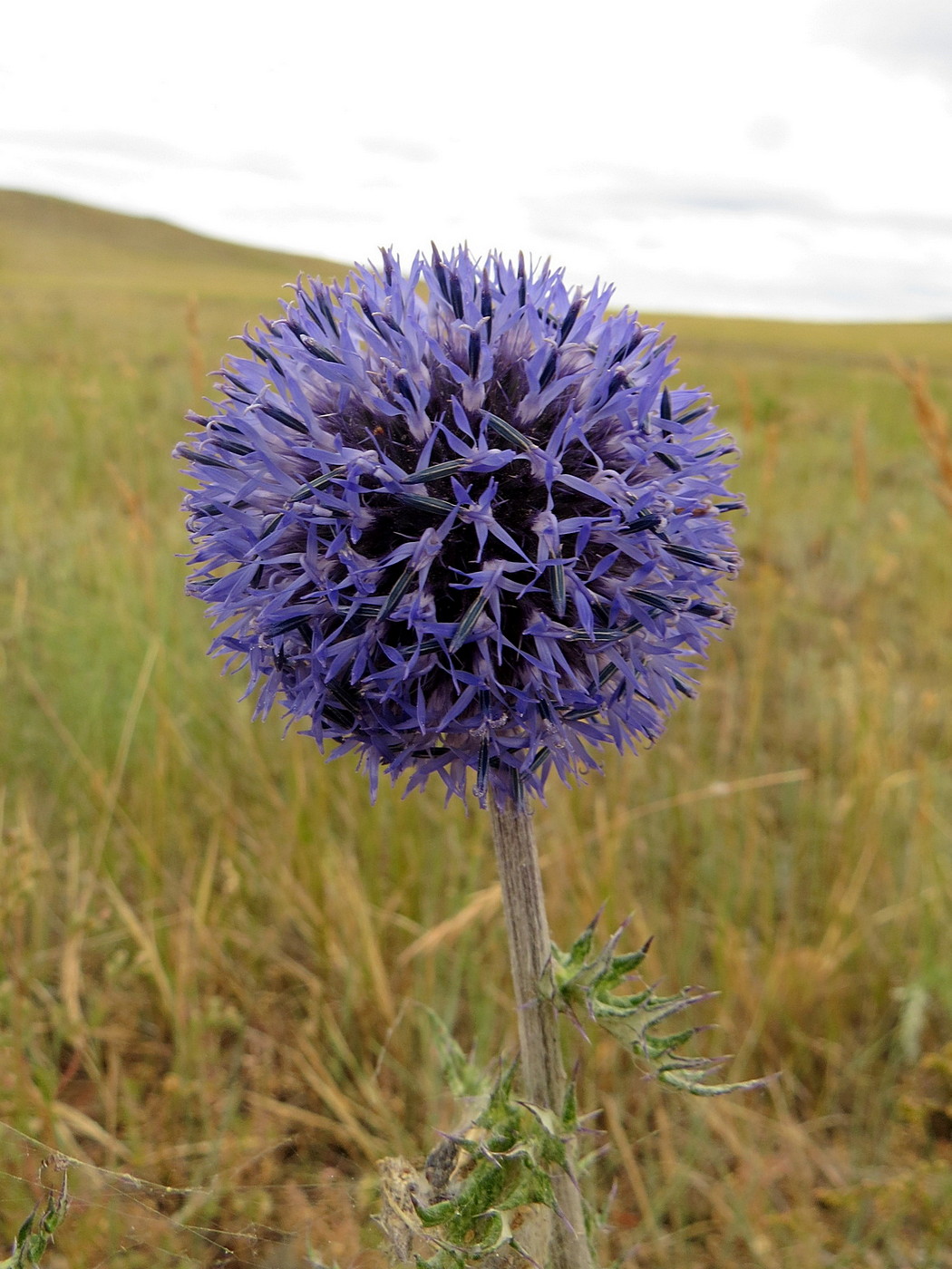 Изображение особи Echinops davuricus.