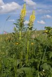 Pedicularis condensata. Цветущие растения. Карачаево-Черкесия, Зеленчукский р-н, гора Джисса, ≈ 1600 м н.у.м., субальпийский луг. 14.06.2024.