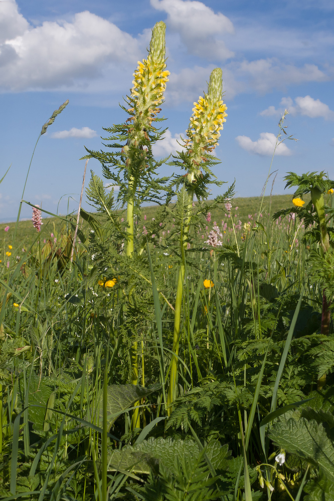 Изображение особи Pedicularis condensata.