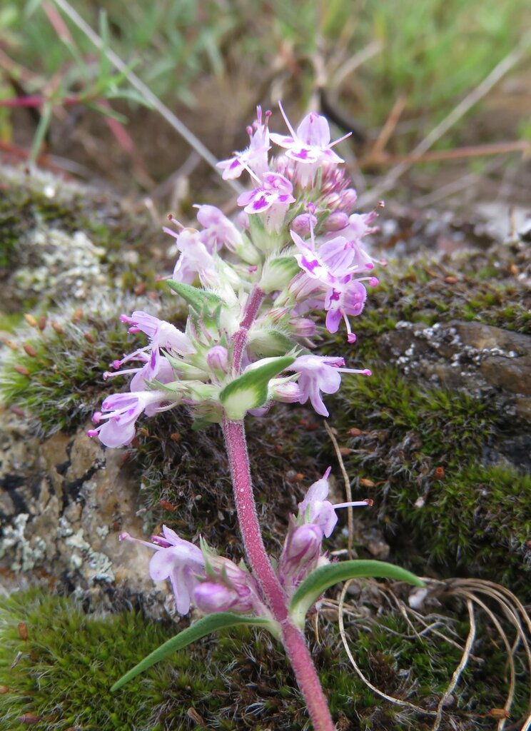 Изображение особи Thymus striatus.