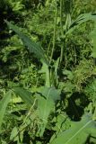 Sonchus arvensis