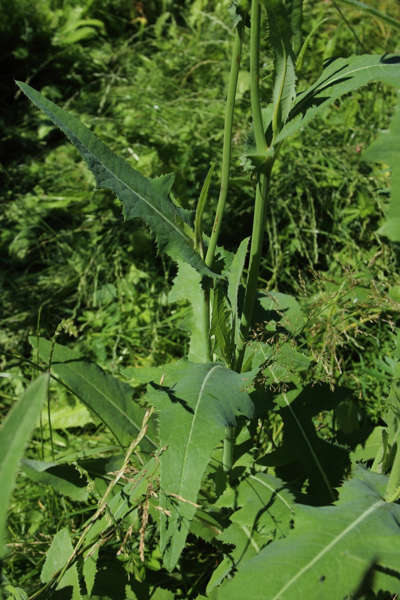 Изображение особи Sonchus arvensis.