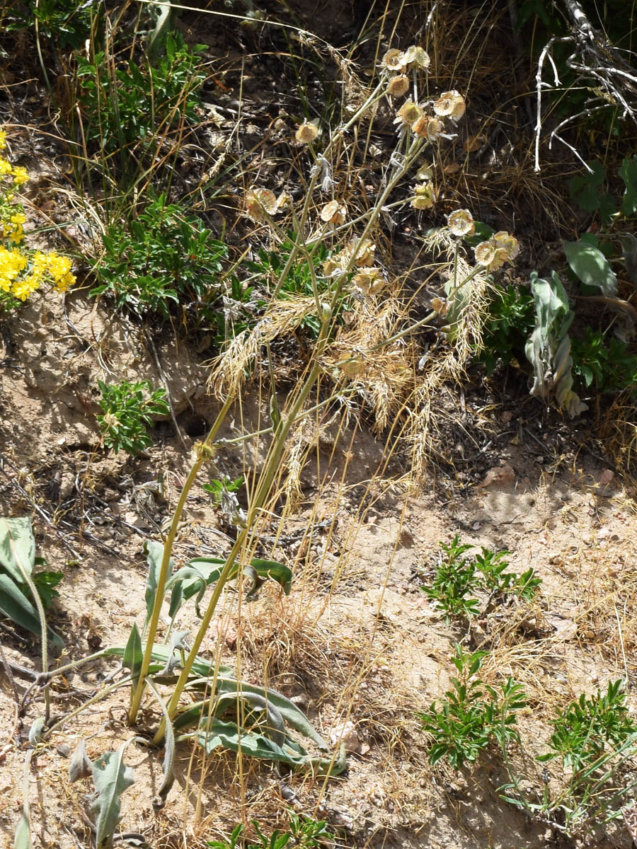 Изображение особи Rindera oblongifolia.