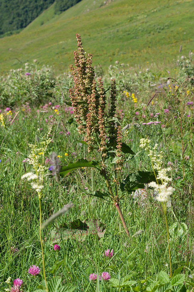 Image of Rumex aquaticus specimen.