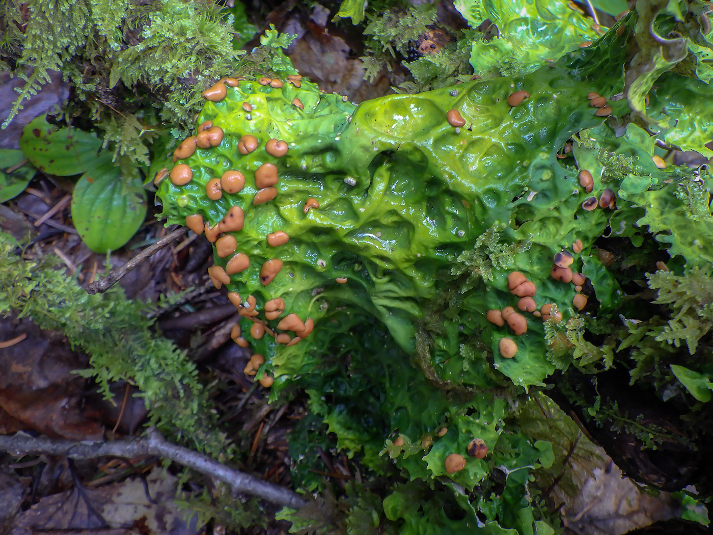 Изображение особи Lobaria pulmonaria.
