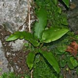 Phyllitis scolopendrium. Растение на скале. Республика Абхазия, долина р. Кяласур. 23.08.2009.