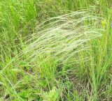 Stipa pennata