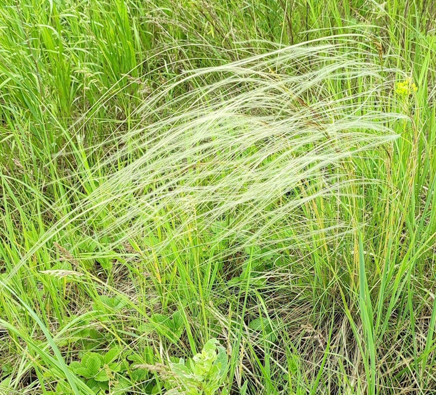Image of Stipa pennata specimen.