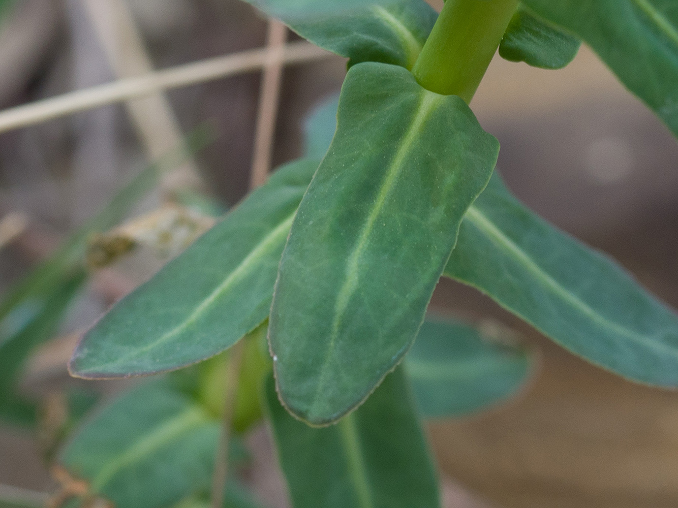 Изображение особи Euphorbia condylocarpa.