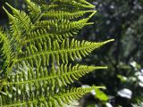 Athyrium filix-femina