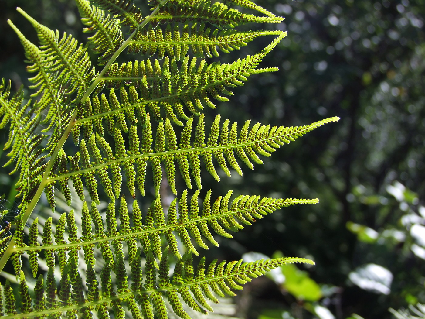 Image of Athyrium filix-femina specimen.