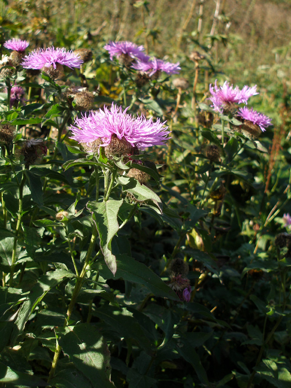 Image of Centaurea alutacea specimen.