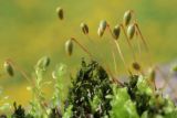 View full-size image Plagiomnium cuspidatum