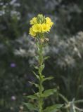 View full-size image Oenothera biennis