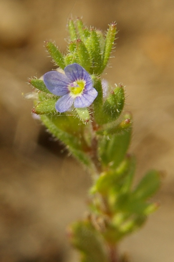 Image of Veronica dillenii specimen.