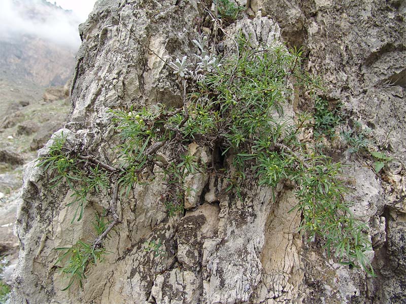 Image of Rhamnus erythroxyloides specimen.