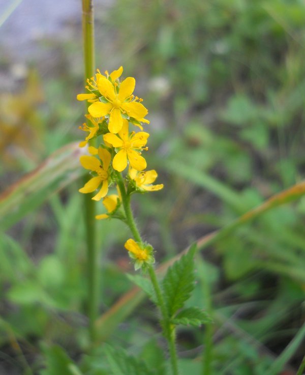 Image of Agrimonia pilosa specimen.