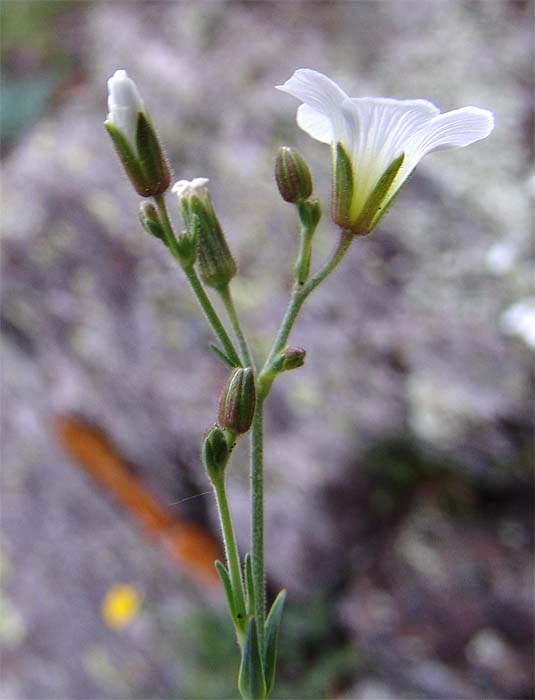 Изображение особи Minuartia circassica.