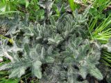 Cirsium vulgare