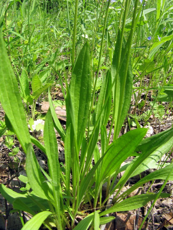 Image of Plantago lanceolata specimen.