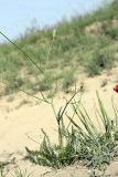 семейство Apiaceae. Зацветающее растение. Таджикистан, предгорья Гиссарского хр., Северные холмы. 15.05.2011.