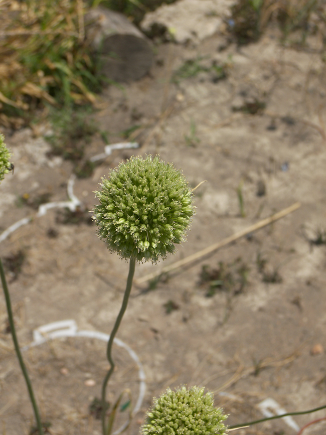 Изображение особи Allium leucanthum.