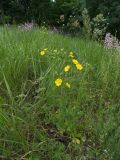 Potentilla recta