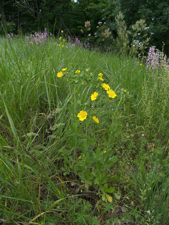 Изображение особи Potentilla recta.