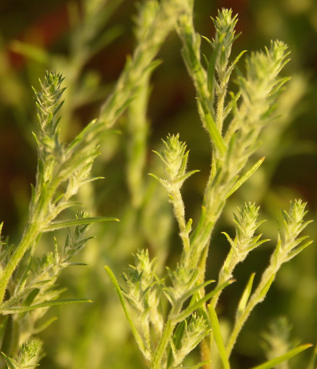 Image of Corispermum hybridum specimen.