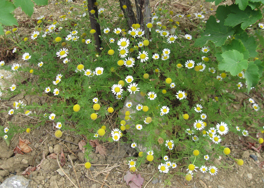 Image of Anthemis dumetorum specimen.