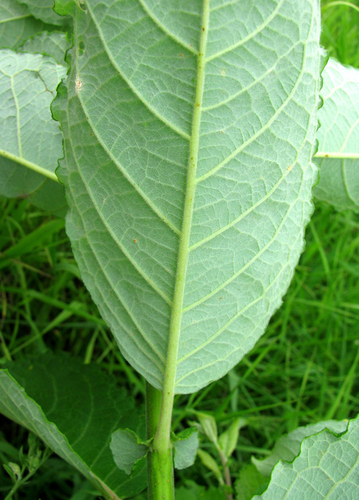 Изображение особи Salix latifolia.