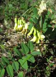 Astragalus frigidus