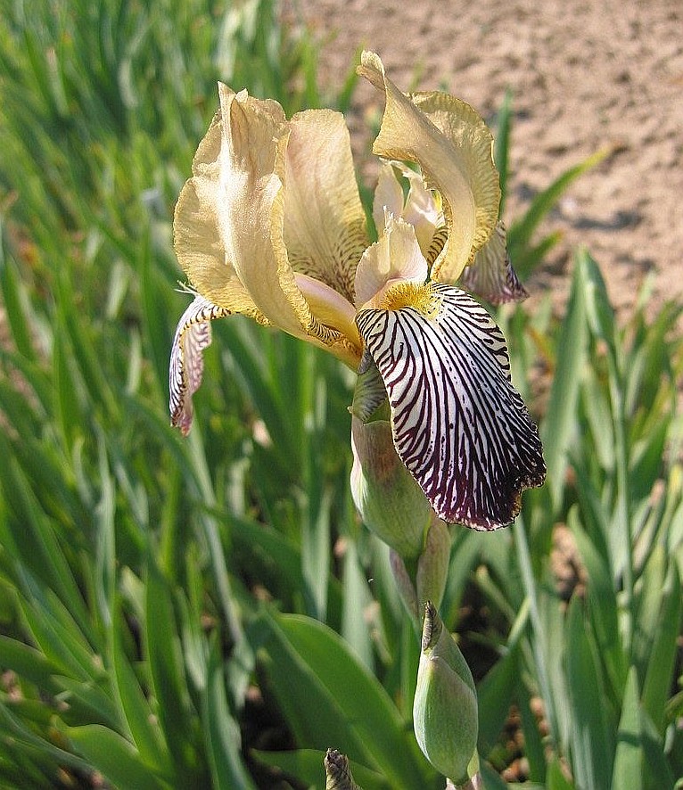 Image of Iris squalens specimen.