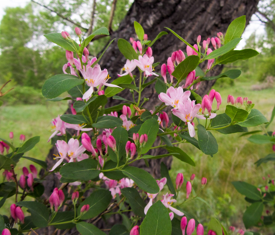 Image of Lonicera tatarica specimen.