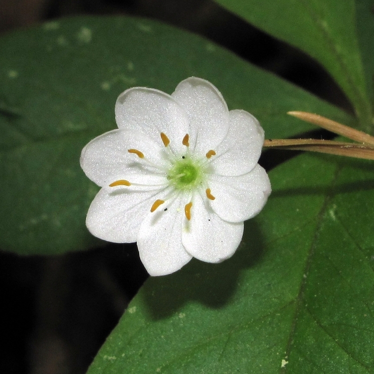 Image of Trientalis europaea specimen.