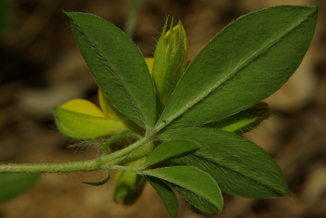 Изображение особи Argyrolobium biebersteinii.