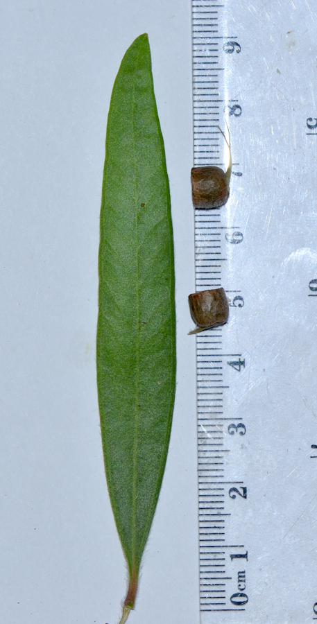 Image of Callistemon phoeniceus specimen.