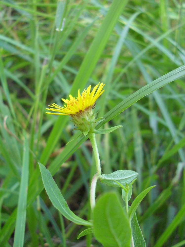 Image of Inula salicina specimen.