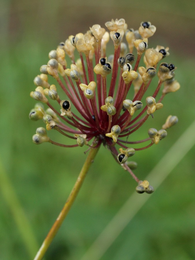 Image of Allium microdictyon specimen.