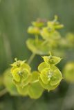 Euphorbia jaxartica. Соцветия. Южный Казахстан, правобережье Сыр-Дарьи выше устья Арыси. 26.05.2012.